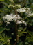 Filipendula ulmaria (Kraut), Echtes Mädesüß, Färbepflanze, Färberpflanze, Pflanzenfarben,  färben, Klostergarten Seligenstadt